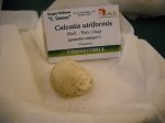 calvatia utriforme